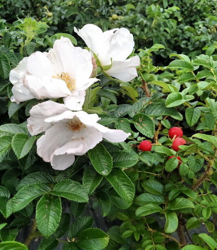 Rose Rosa rugosa Alba from East Coast Nurseries