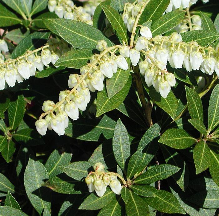 Japanese Andromeda Pieris japonica Cavatine from East Coast Nurseries