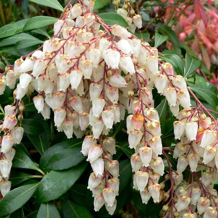 Japanese Andromeda Pieris japonica Scarlett O'Hara from East Coast