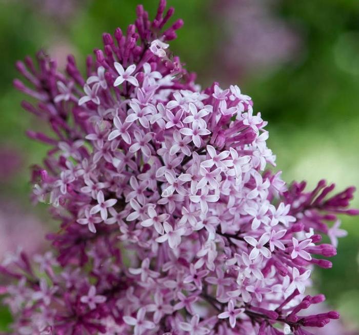 Reblooming Lilac Syringa Bloomerang® Dwarf Purple from East Coast Nurseries