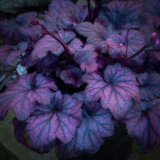 Coral Bells Heuchera Electric Plum from East Coast Nurseries