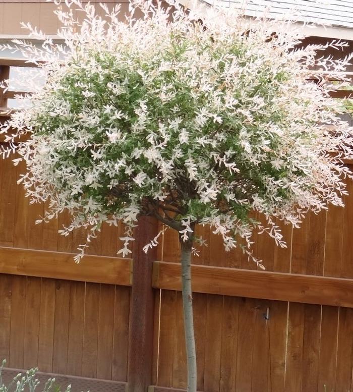 Dappled Willow Tree Form Salix integra Hakuro Nishiki from East Coast