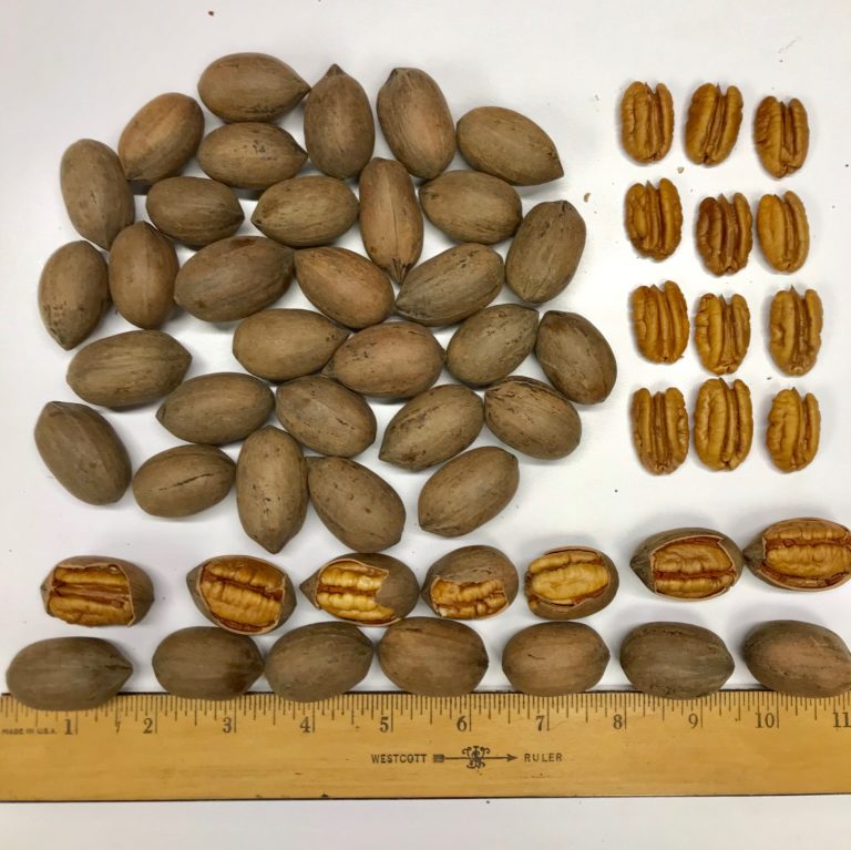 Varieties Easterlin Pecan Company