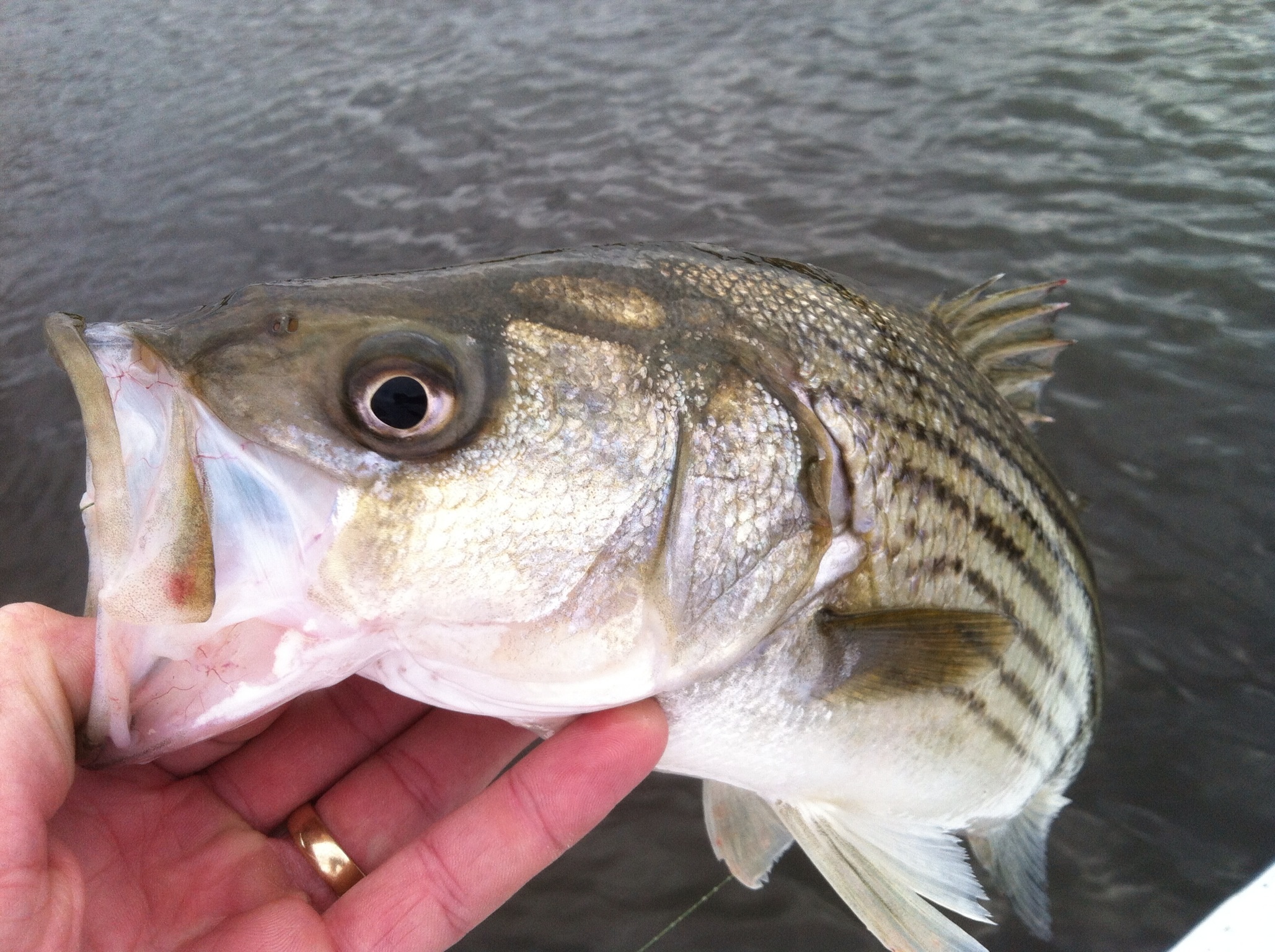 Pamlico River Top Water Stripers Eastern NC Fishing Guide
