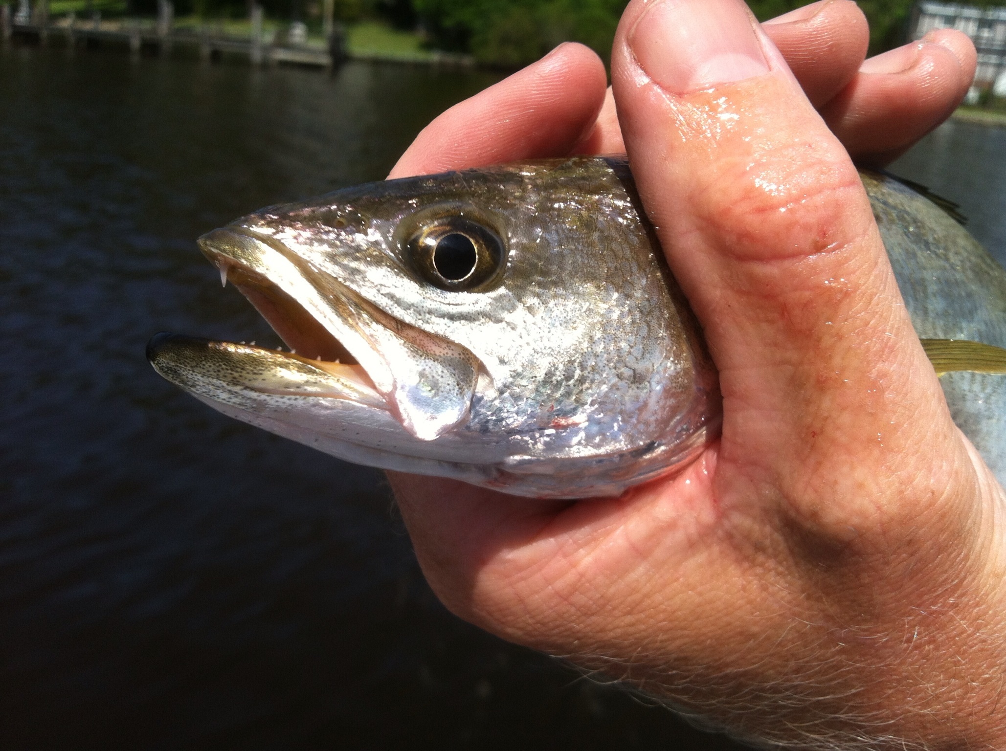 Pamlico River Tar River Mixed Bag Eastern NC Fishing Guide