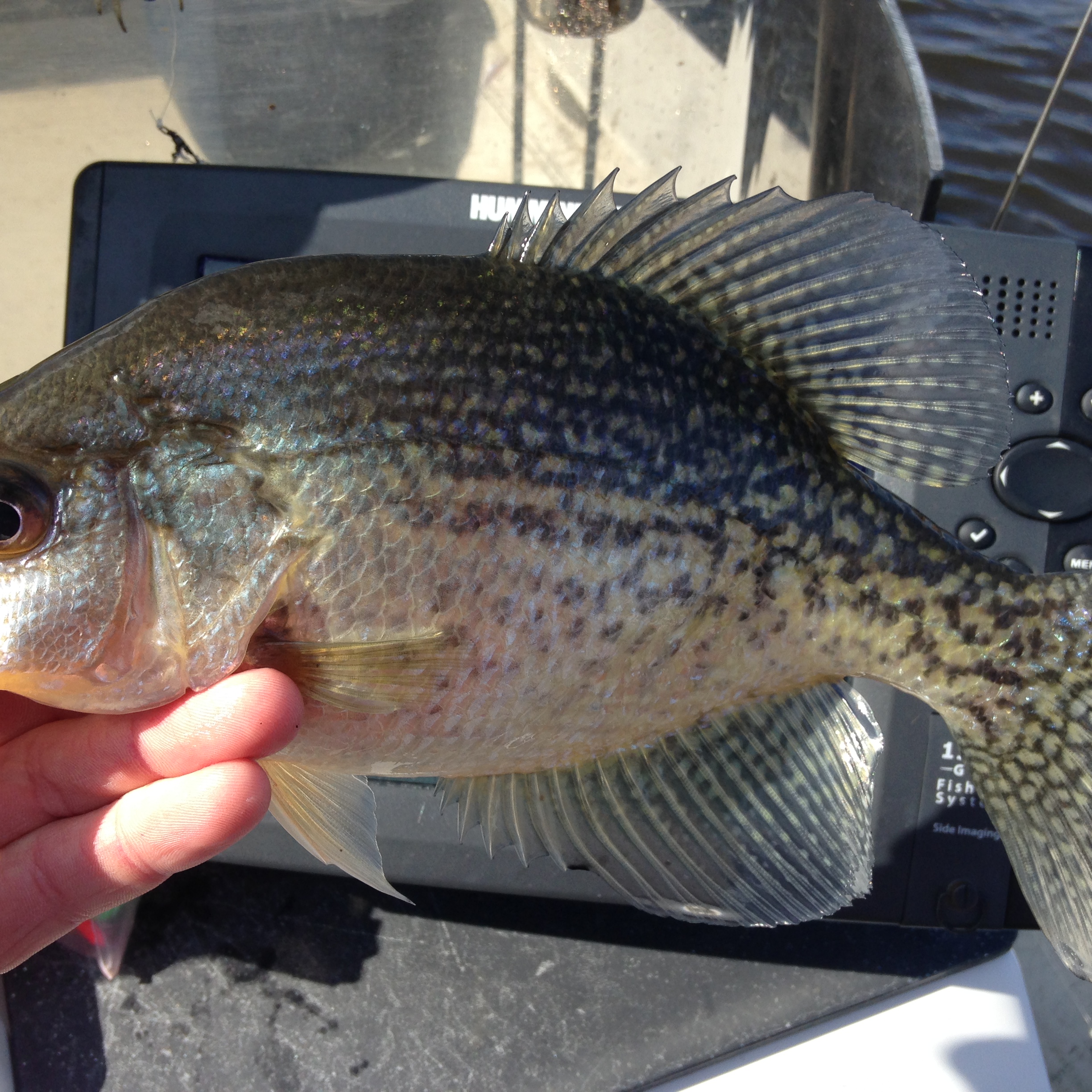 Speckled Perch FishIBX Eastern NC Fishing Guide