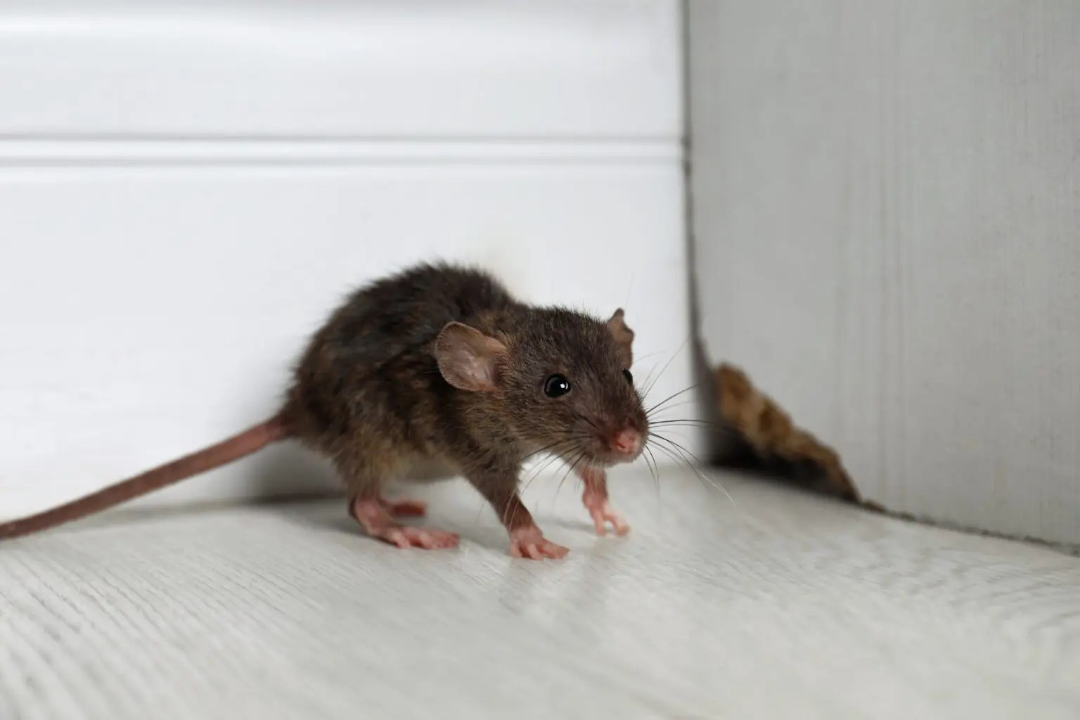 How To Get Rid Of Mice In Walls Eastern Pine Pest Control