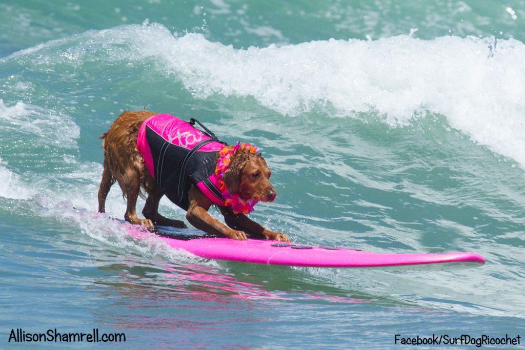 Surfing Dog Raises 500,000 For Charity On New Year’s Eve EasternSurf