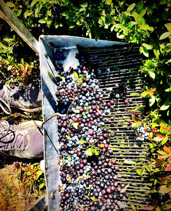 30 Ways to Boost Your Health with Wild Blueberries