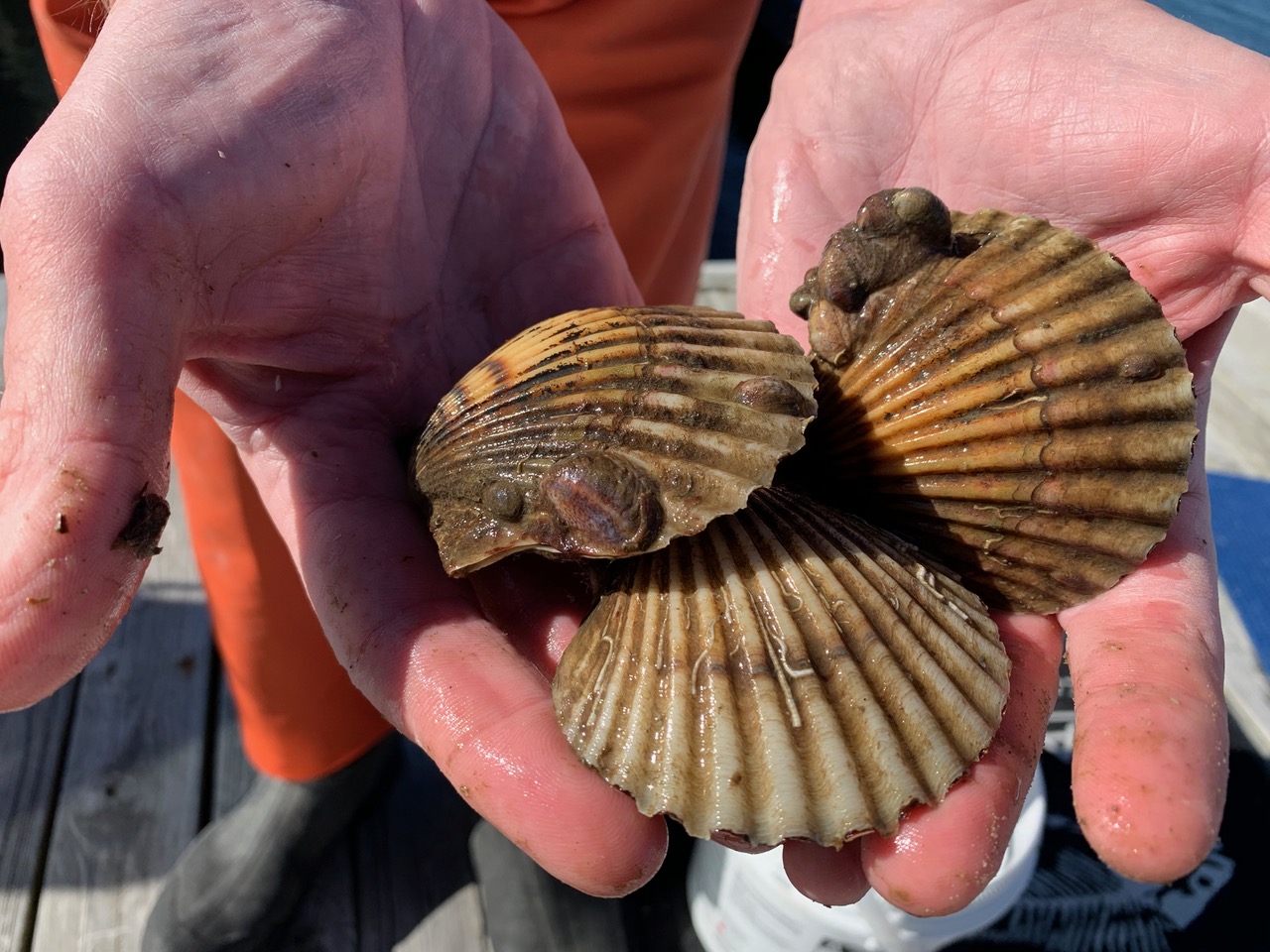 Cuomo Requests Disaster Declaration for Scallop DieOff The East Hampton Star
