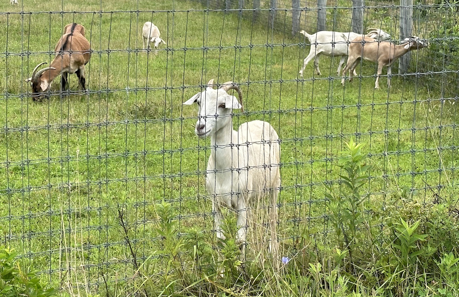 Invasive Plants? Goats Can Fix That The East Hampton Star