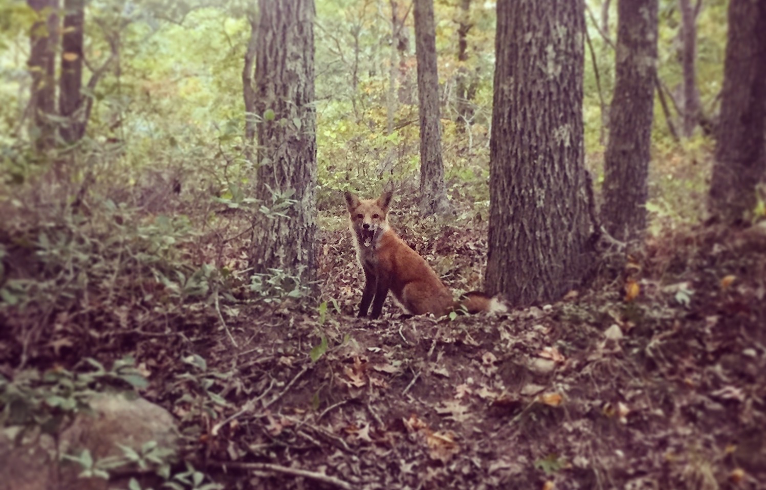 Coyotes? Weasels? Long Island Mammal Survey Aims to Find Them The