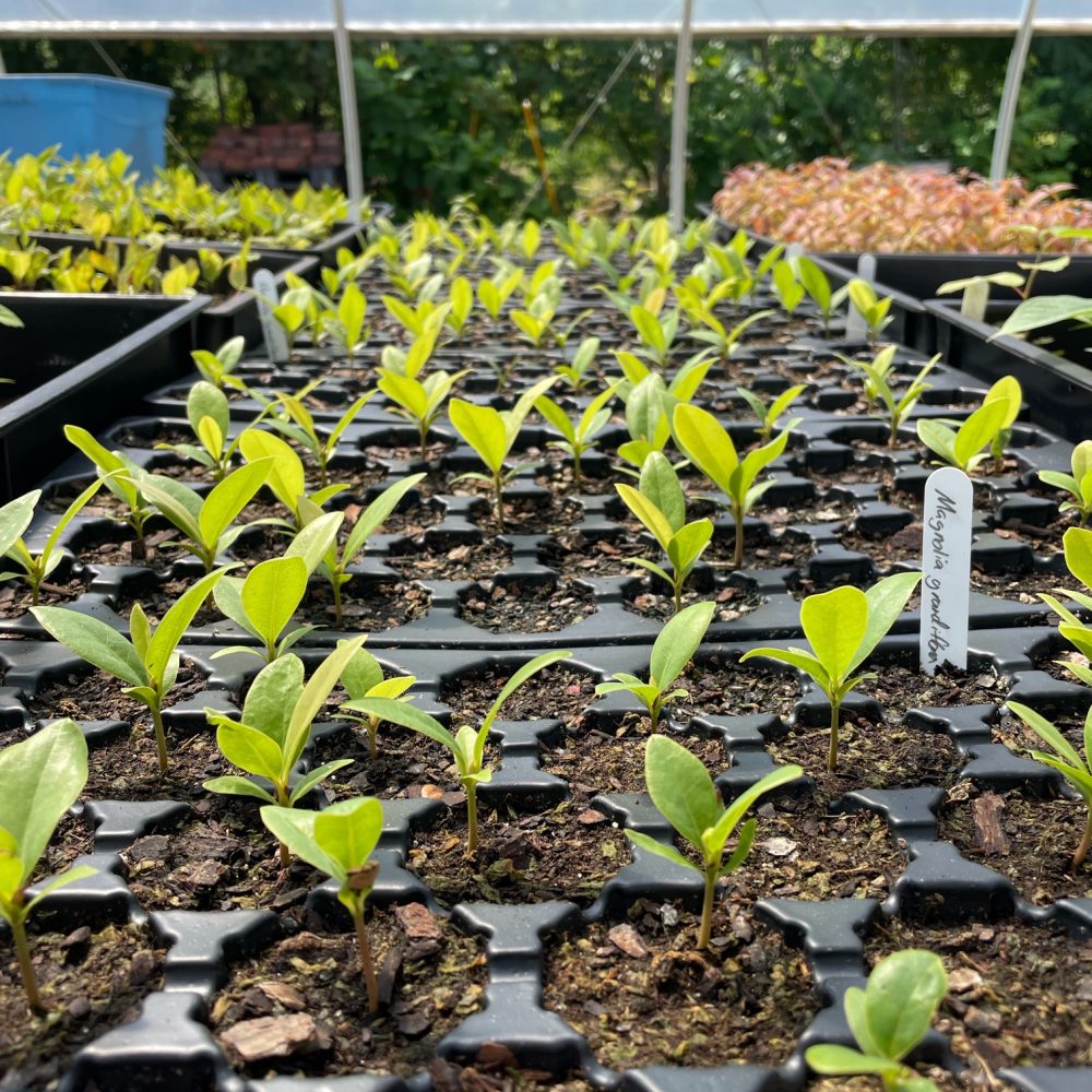 [News] Update on East Liberty's southern magnolia tree and seedlings