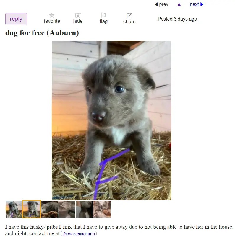 Adopting A Rescue Dog on The eastside? Eastside Dog Walking