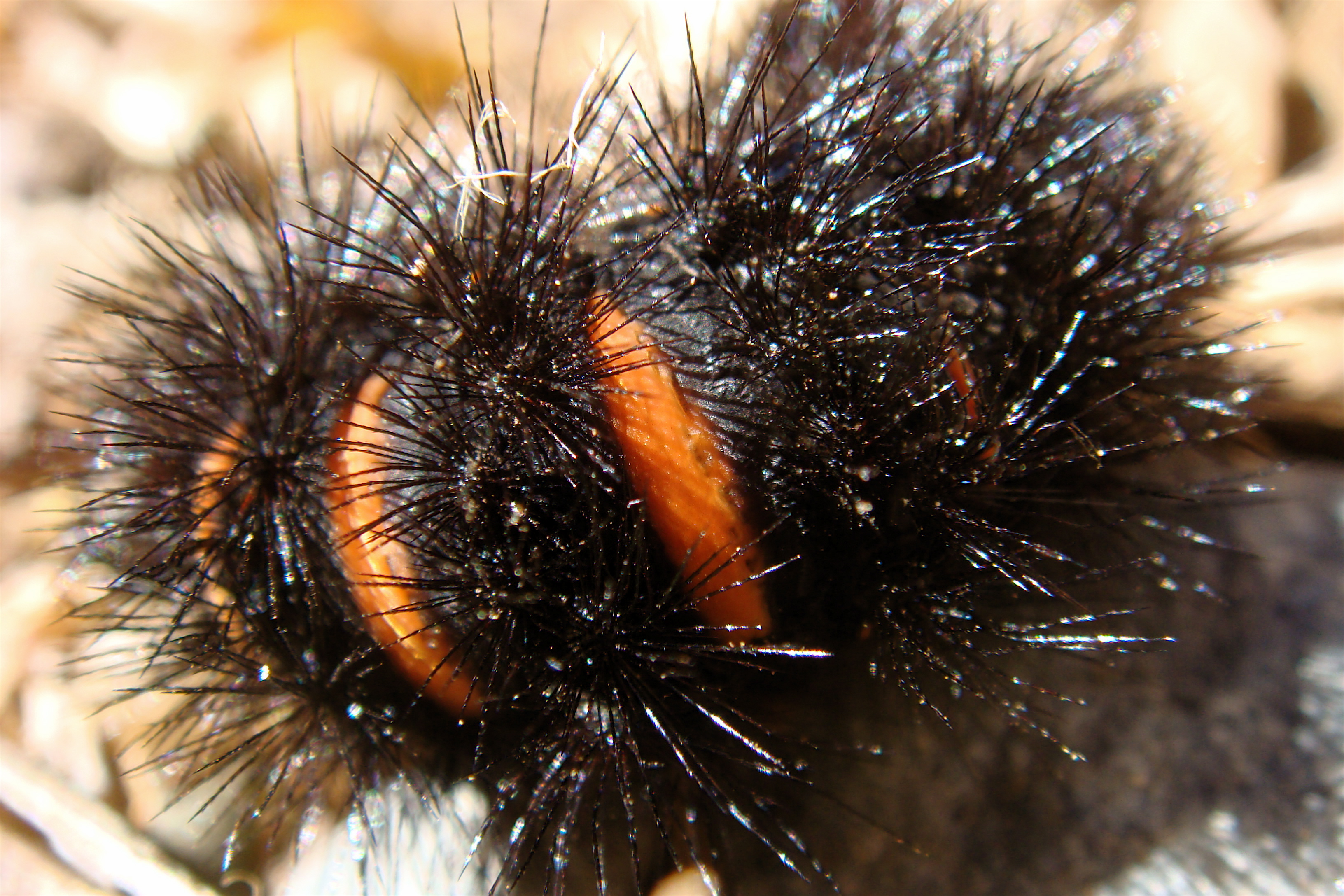 black and orange fuzzy caterpillar Video Search Engine at