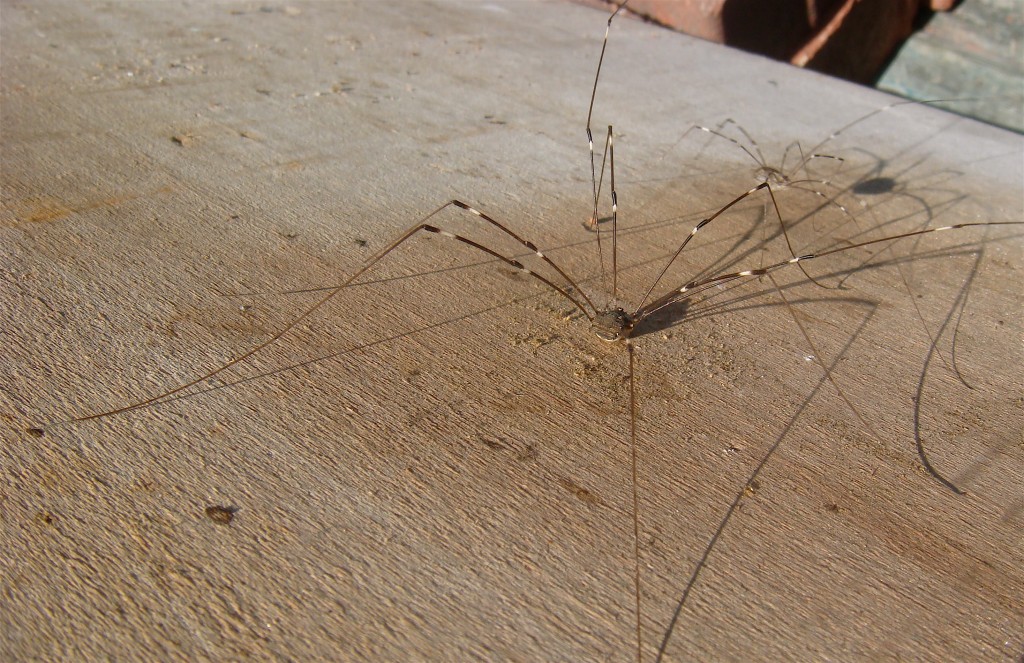 "Daddy Long Legs" East Side Patch