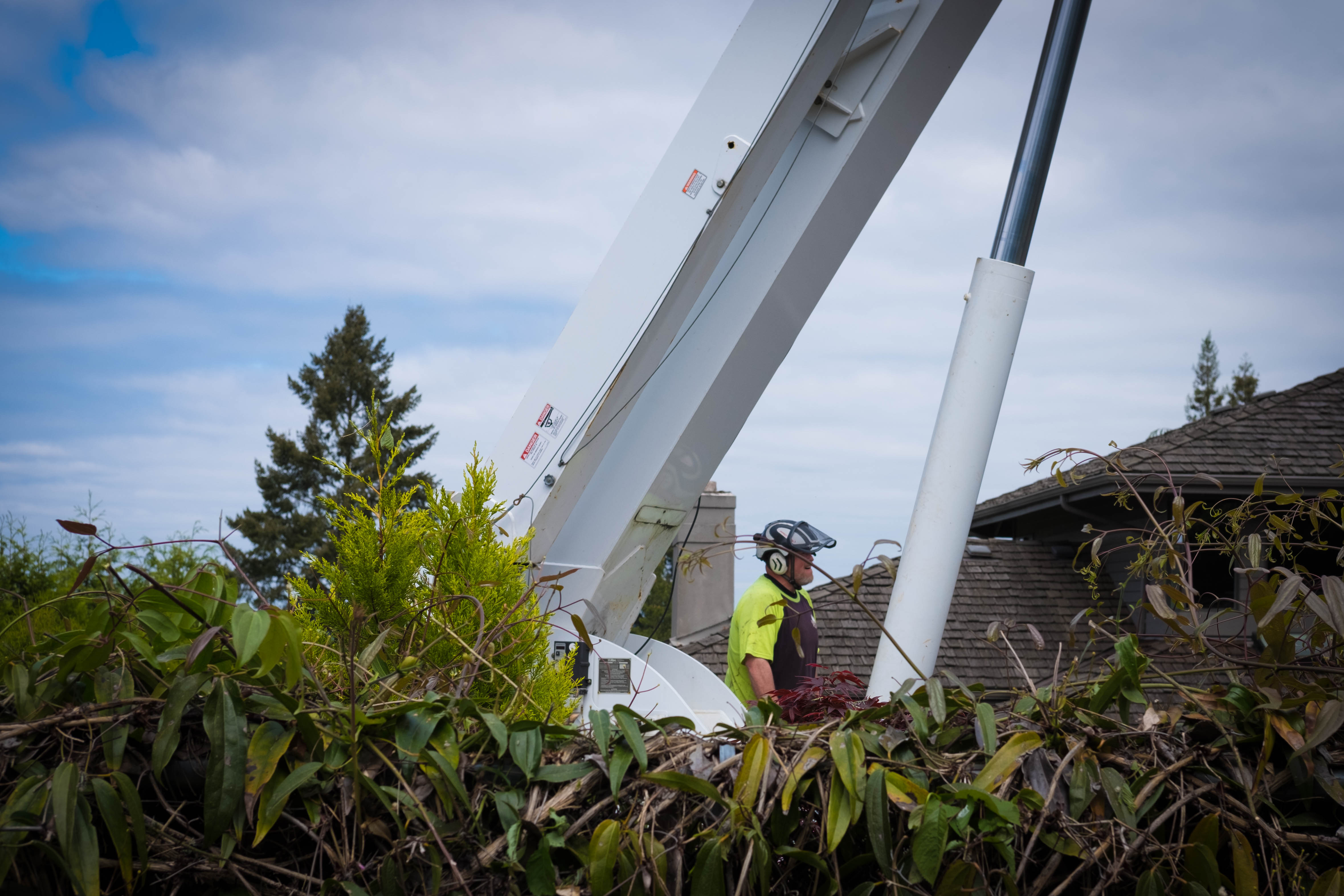 Crane Tree Removal in Bellevue, WA Eastside Tree Works