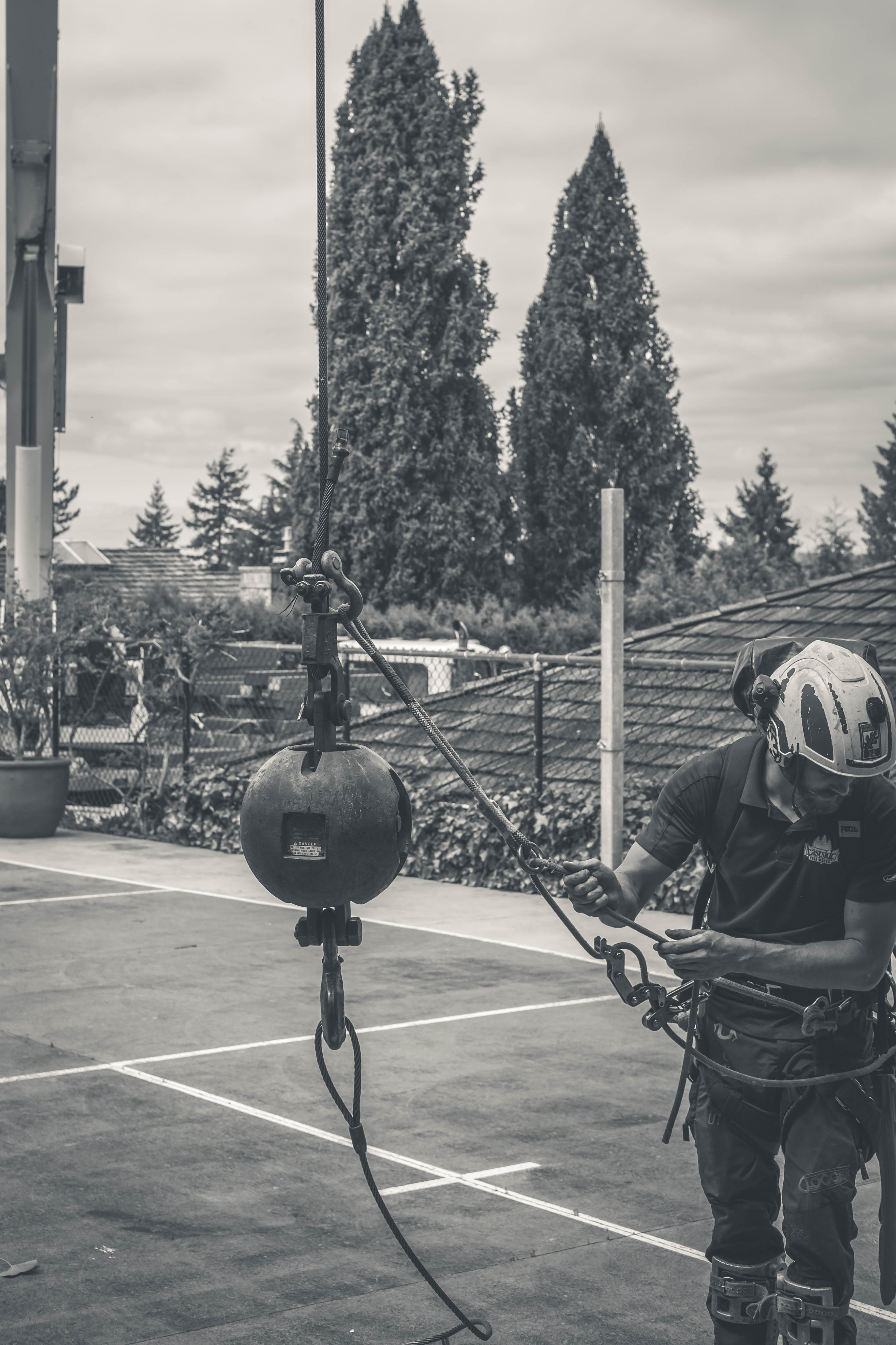 Crane Tree Removal in Bellevue, WA Eastside Tree Works