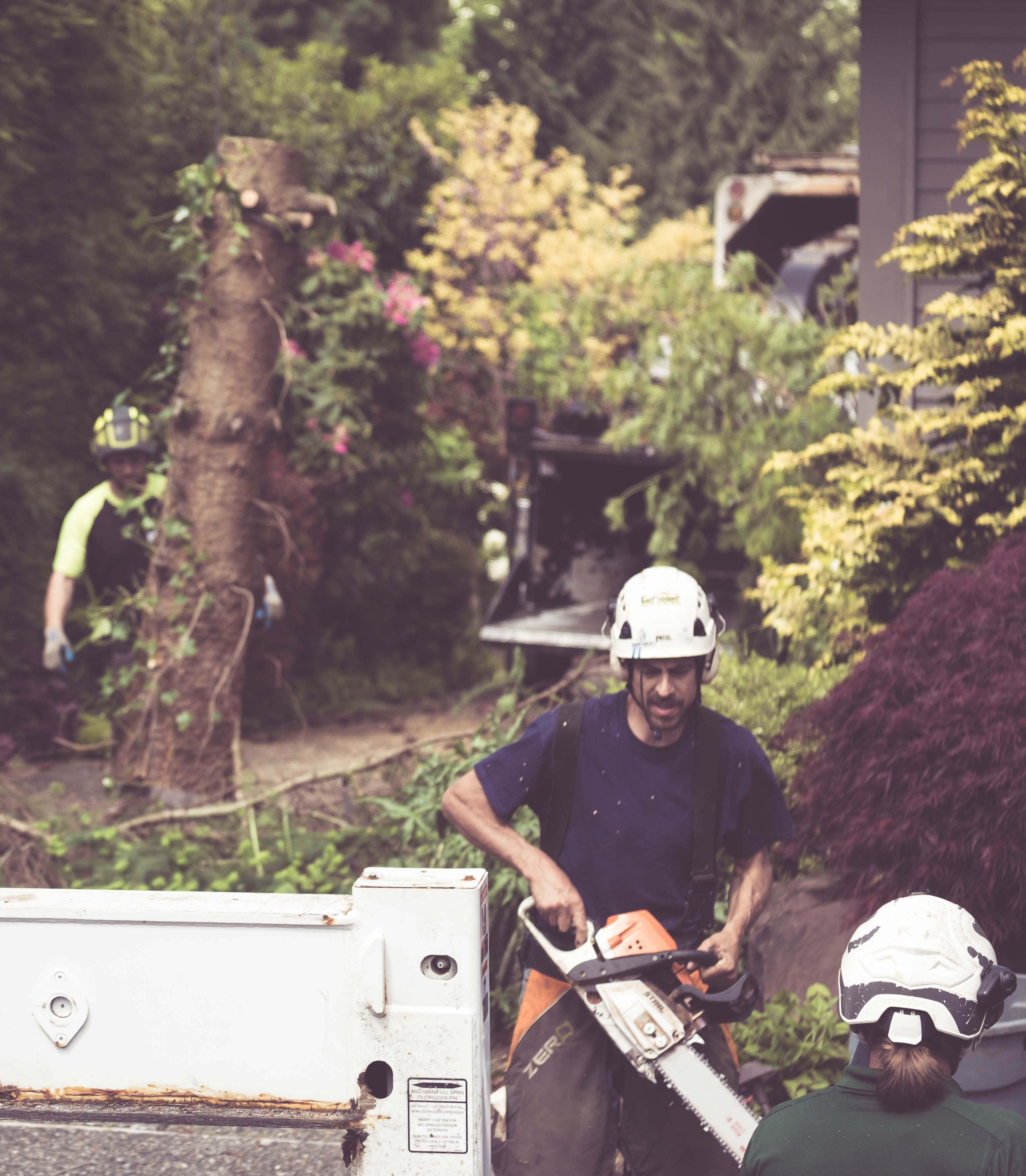 Crane Tree Removal in Bellevue, WA Eastside Tree Works