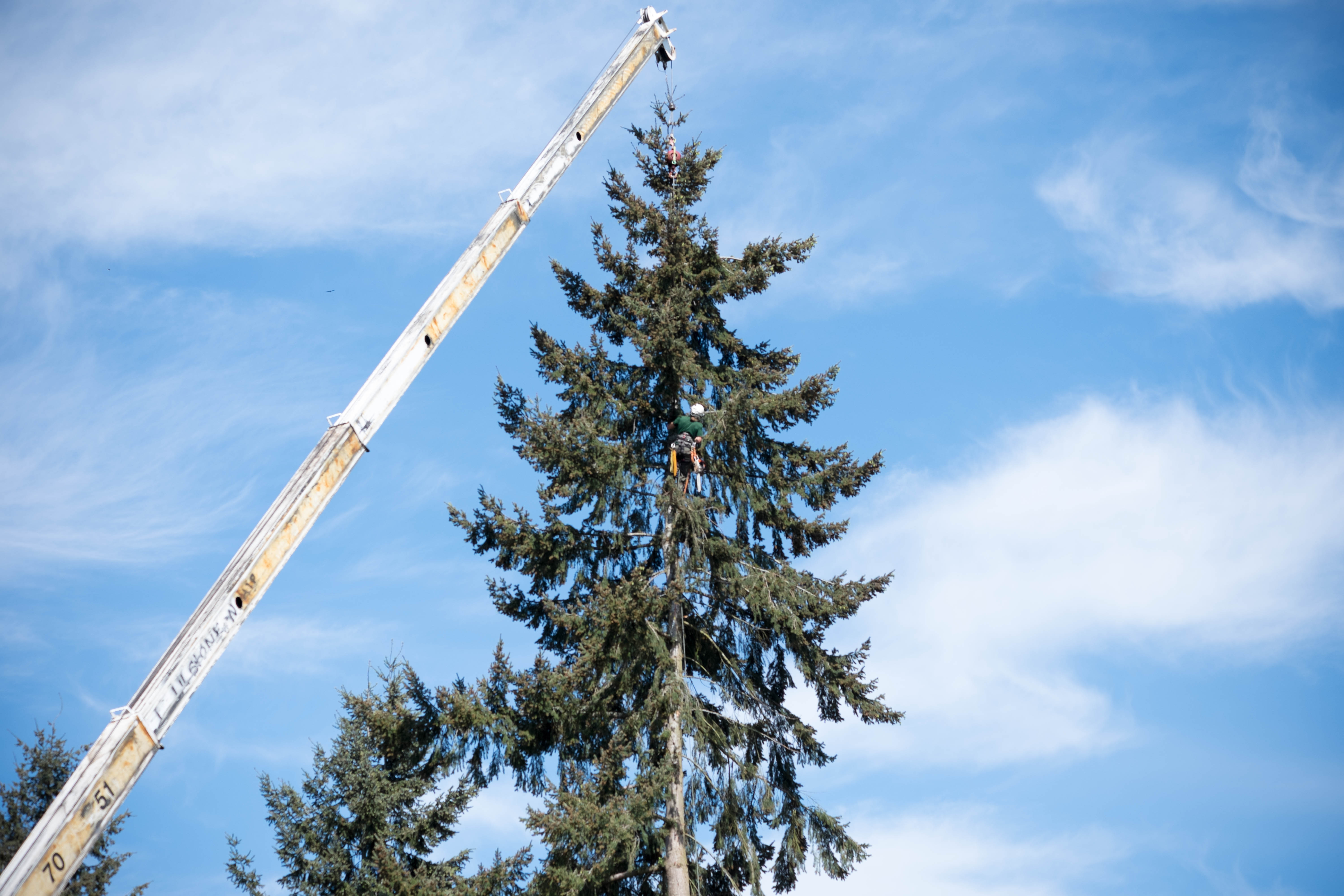Crane Tree Removal in Bellevue, WA Eastside Tree Works