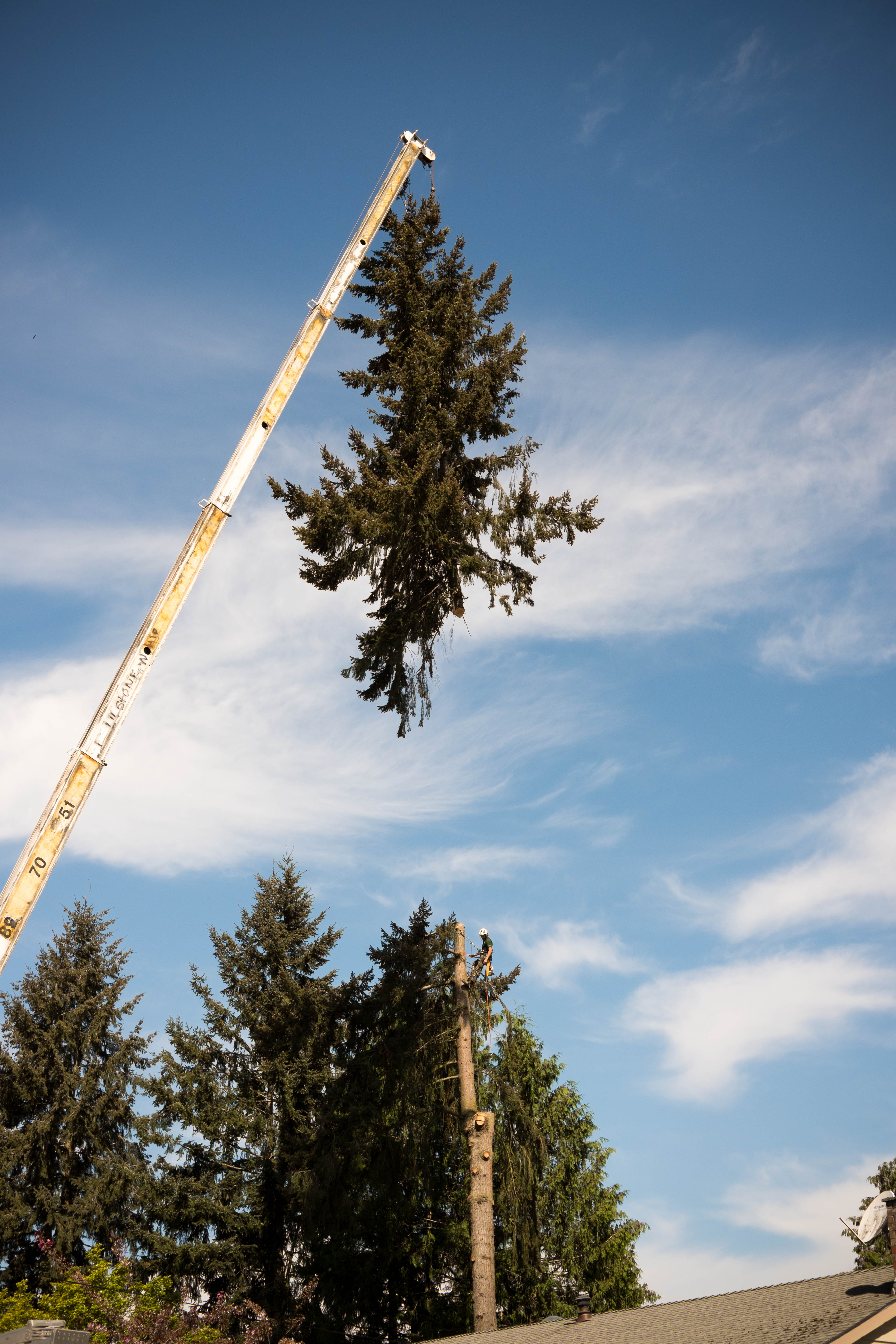 Crane Tree Removal in Bellevue, WA Eastside Tree Works