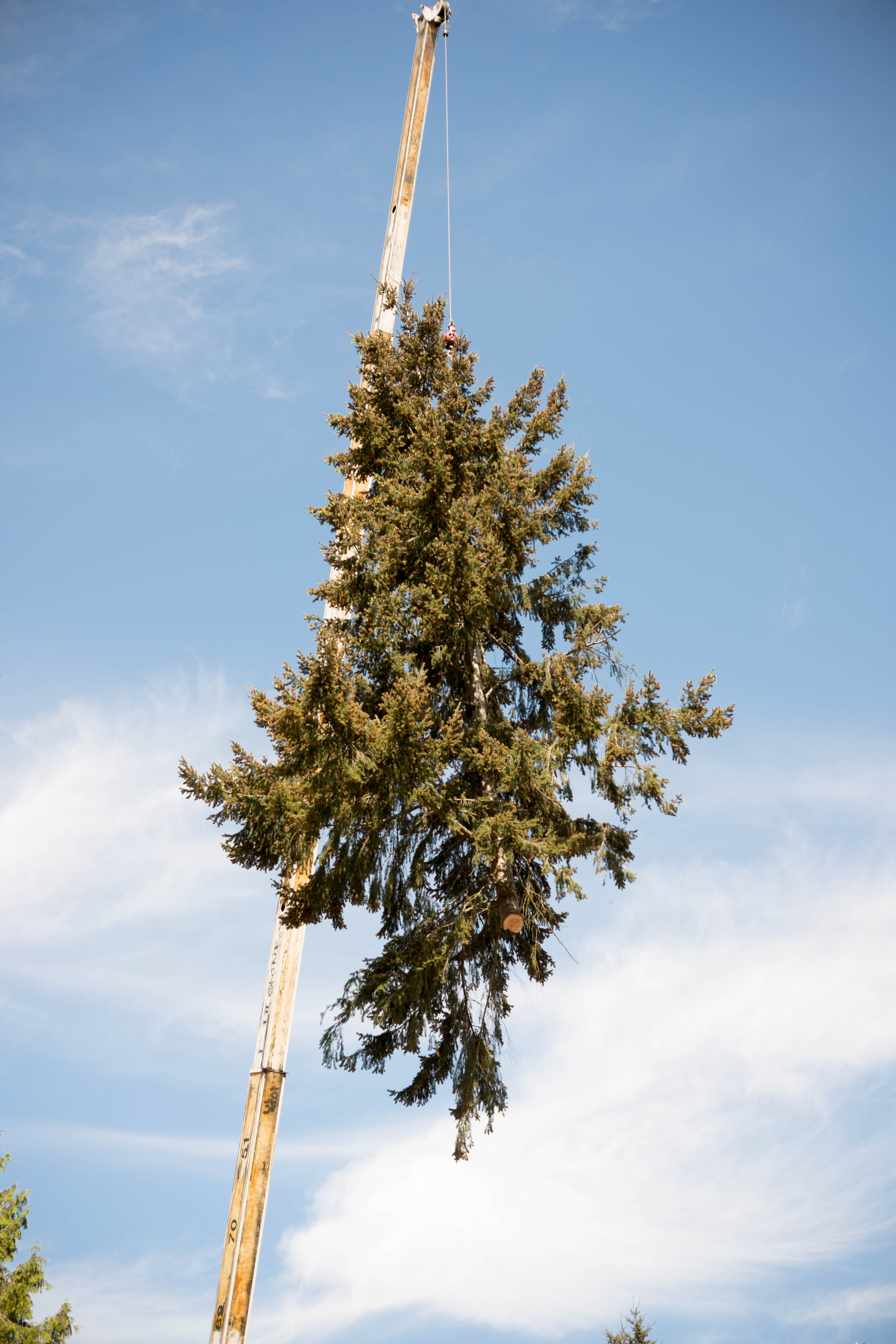 Crane Tree Removal in Bellevue, WA Eastside Tree Works