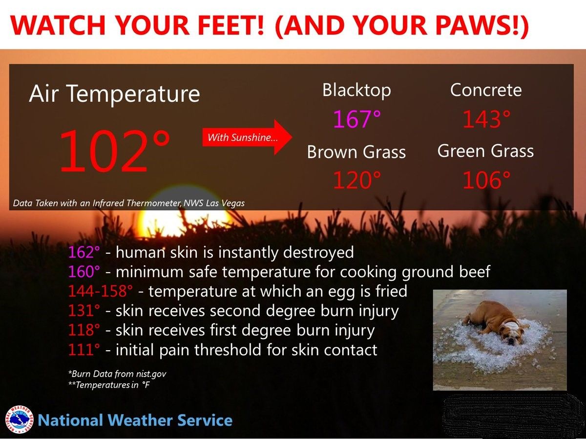 Tips to protect your dog when it’s hot outside Tyler Beckman and Kate