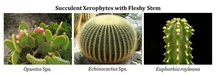 Ecological Adaptations of Desert Plants (PPT