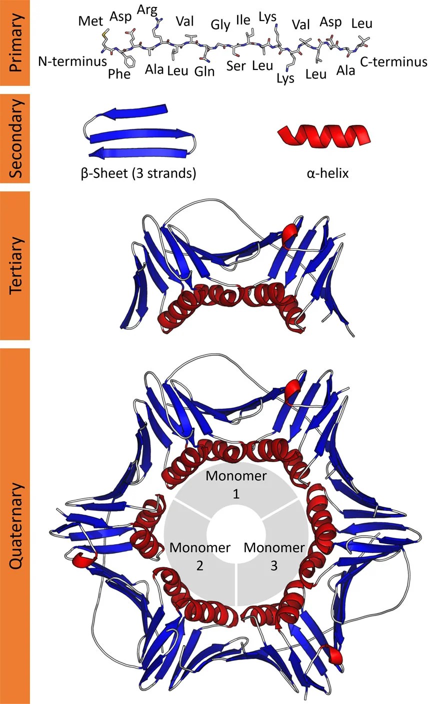 Protein Structure Short Lecture Notes EasyBiologyClass