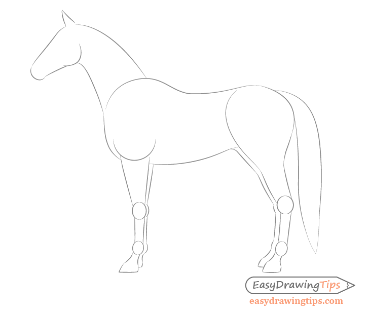How to Draw a Horse From the Side View Tutorial EasyDrawingTips