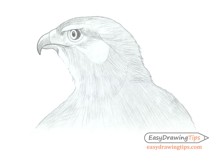 How to Draw a Realistic Hawk's Head Step by Step How to Draw a Realistic Hawk's Head Step by Step