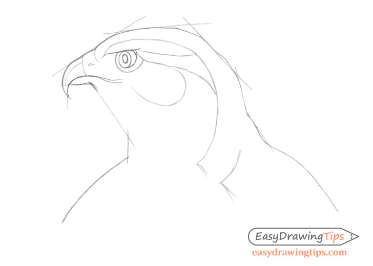 How to Draw a Realistic Hawk's Head Step by Step How to Draw a Realistic Hawk's Head Step by Step