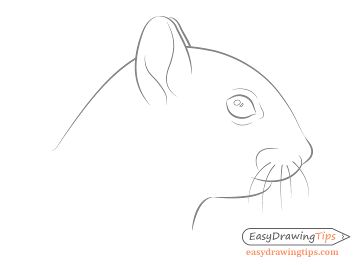 Squirrel Sketch Images Stock Photos Vectors Shutterstock