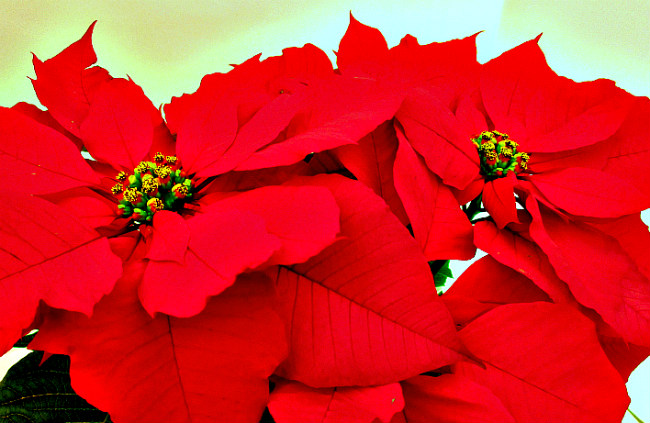 Poinsettia Flower How Often To Water Best Flower Wallpaper