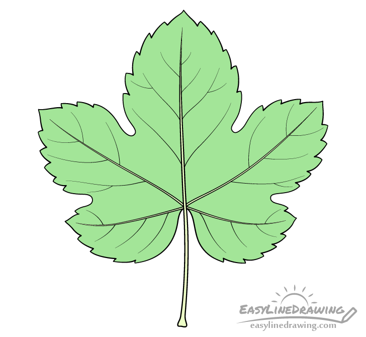 Grape Vine Leaves Drawing
