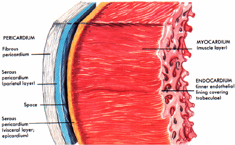 Cardiopulmonary (Exam 2) Flashcards Easy Notecards