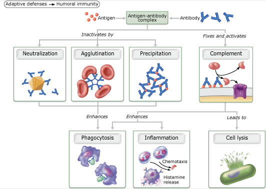 Chapter 21 The Immune System Innate and Adaptive Body Defenses