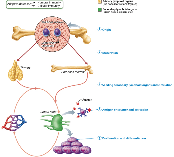 Chapter 21 The Immune System Innate and Adaptive Body Defenses