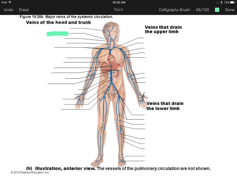 32 Label The Major Systemic Arteries Saveddualbevel