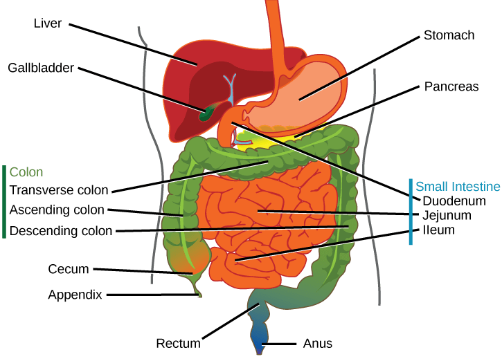 Print digestion flashcards Easy Notecards