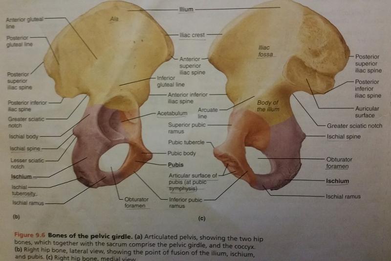 Activity 3 Bones of the Pelvic Girdle Flashcards Easy