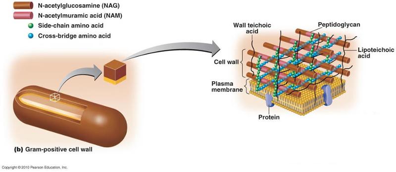 Functional anatomy of prokaryotic and eukaryotic cells Flashcards