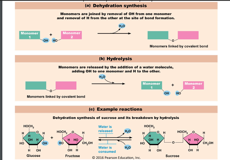 USC Bridge 2.4 organic compounds, synthesis and hydrolysis Flashcards
