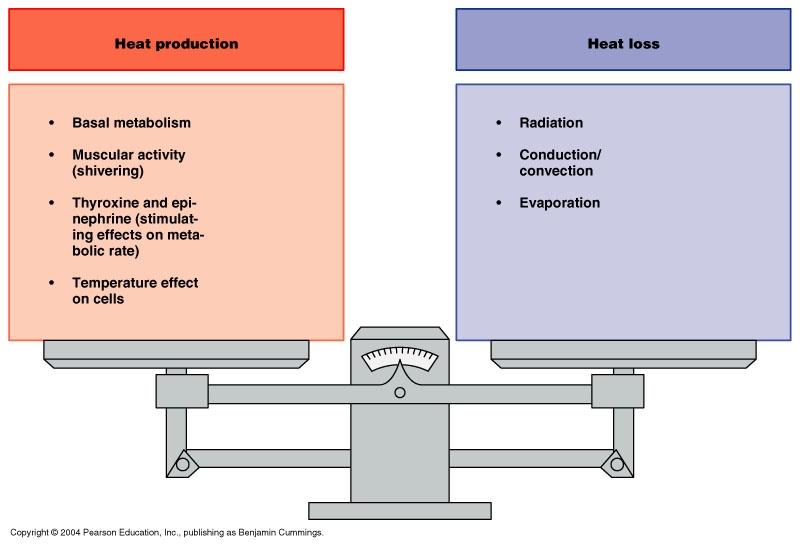 A&P CH24 Metabolism Flashcards Easy Notecards