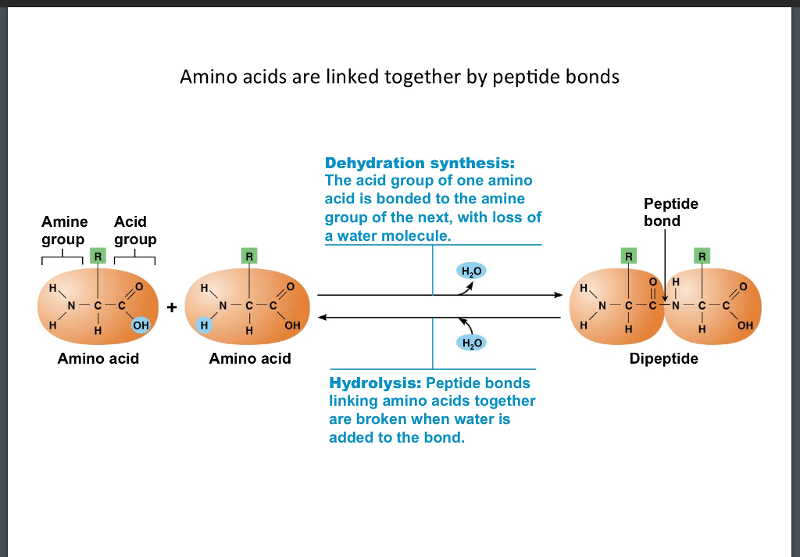 USC Bridge 2.5 proteins Flashcards Easy Notecards