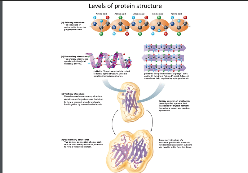 Print USC Bridge 2.5 proteins flashcards Easy Notecards