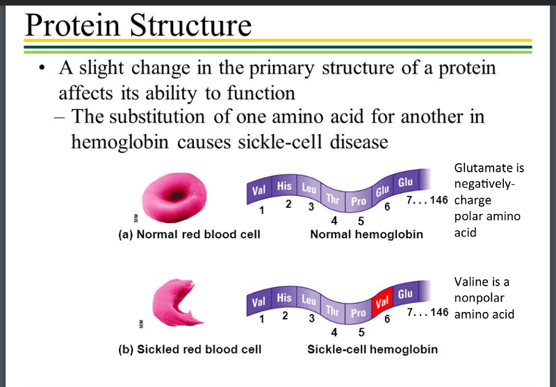 USC Bridge 2.5 proteins Flashcards Easy Notecards