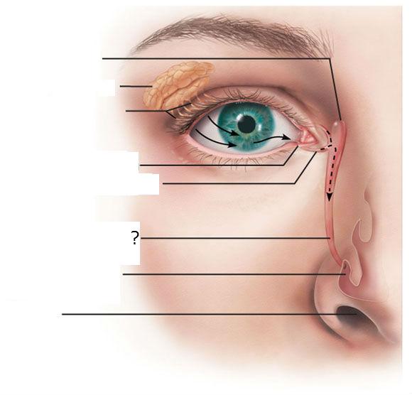 Anatomy of the Eye Flashcards Easy Notecards