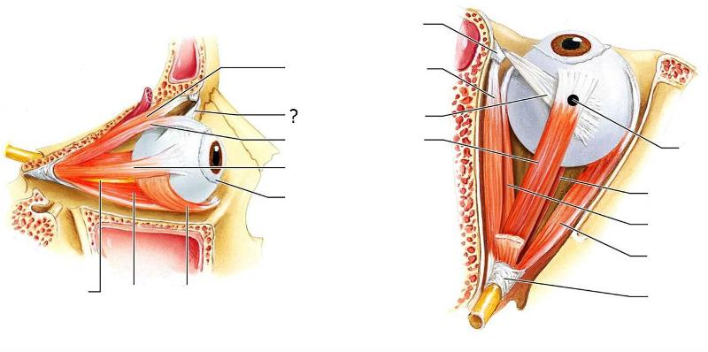 Anatomy of the Eye Flashcards Easy Notecards