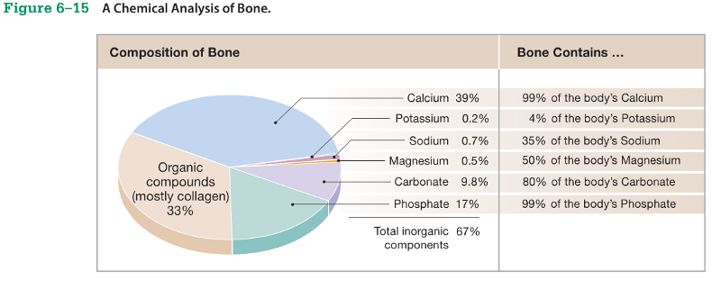 Chapter 6 Osseous Tissue and Bone Structure Flashcards Easy Notecards